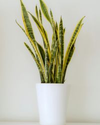 snake plant