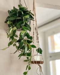 Hanging plant